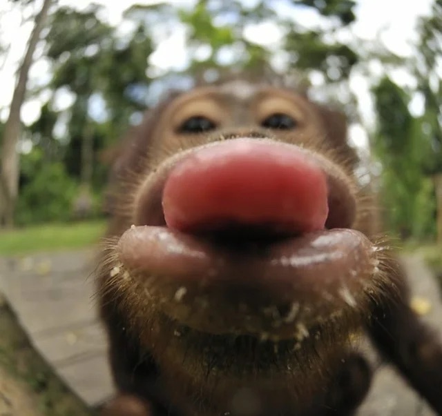 Young orangutan with its tongue out